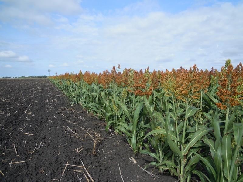 0 Clifton – Pittsworth Road, Pittsworth QLD 4356