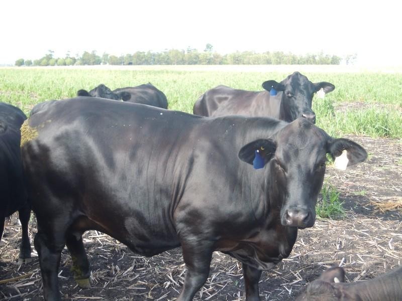 0 Clifton – Pittsworth Road, Pittsworth QLD 4356