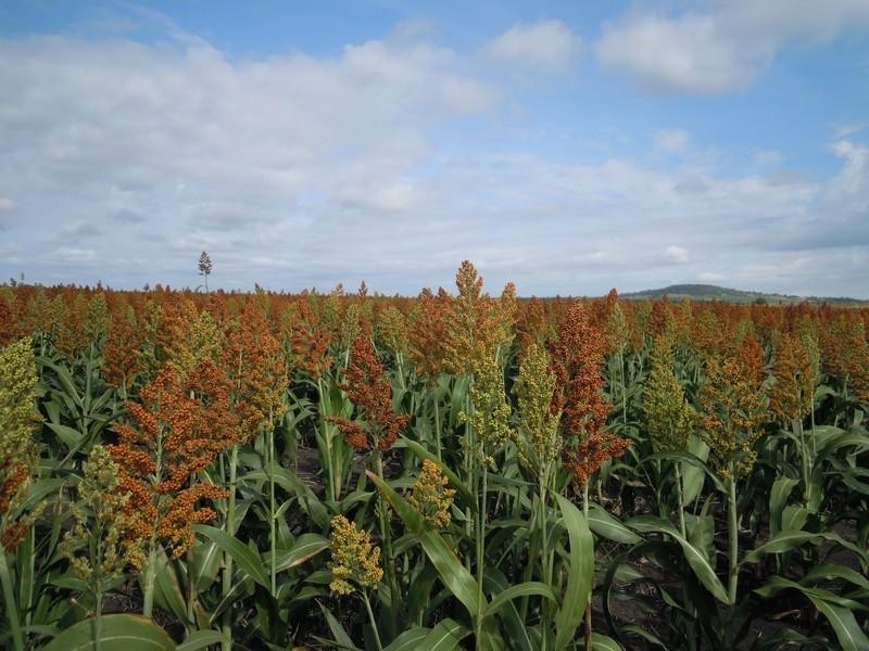 0 Clifton – Pittsworth Road, Pittsworth QLD 4356