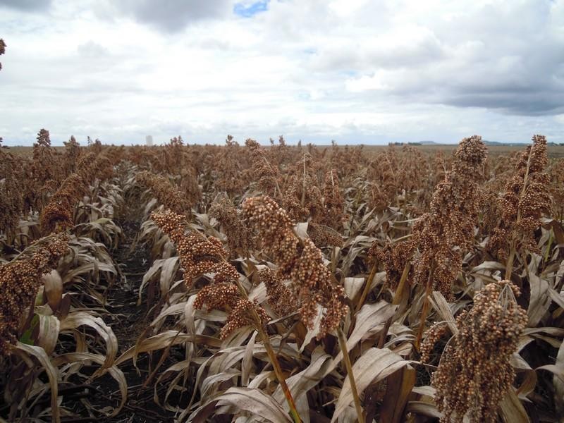 0 Pittsworth-Bongeen Road, Bongeen QLD 4356