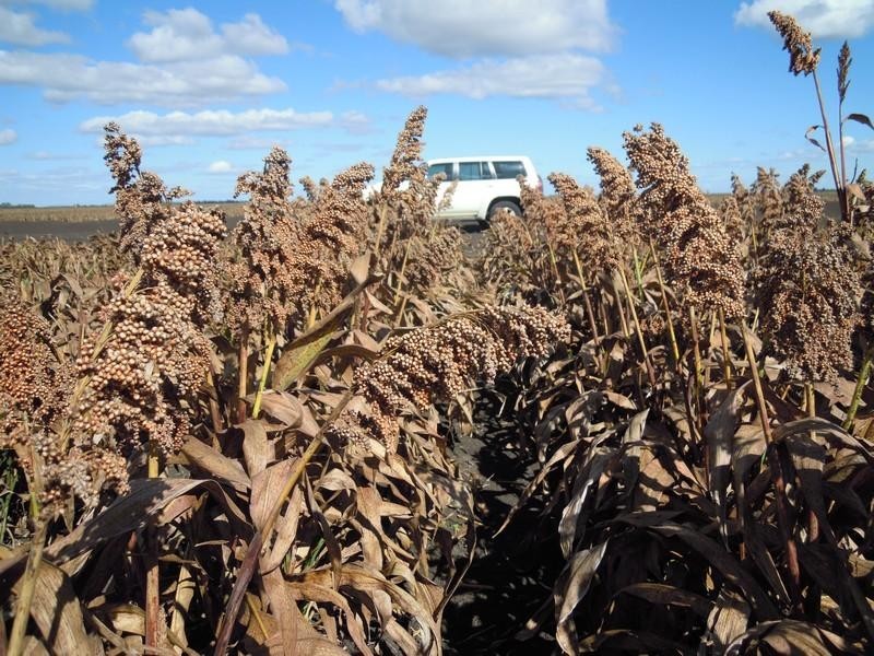 Cecil Plains QLD 4407