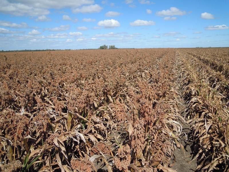 Cecil Plains QLD 4407