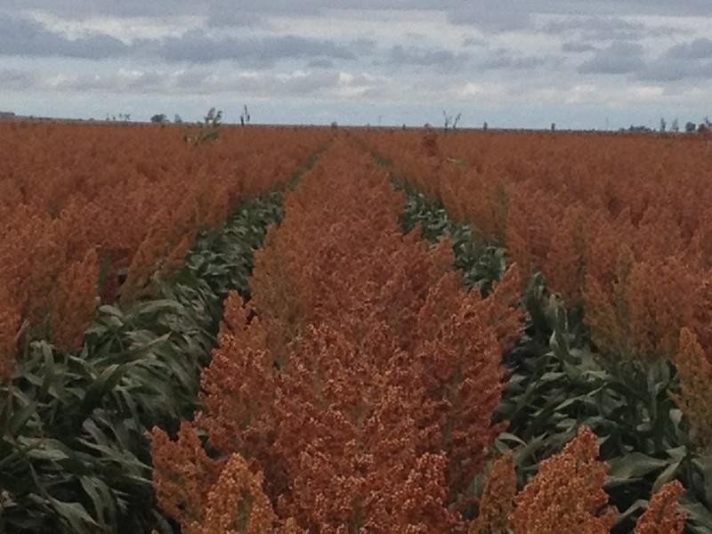 00 Evanslea Road, Jondaryan QLD 4403