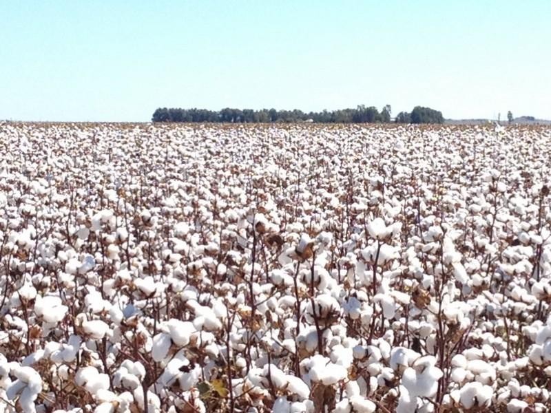 00 Evanslea Road, Jondaryan QLD 4403