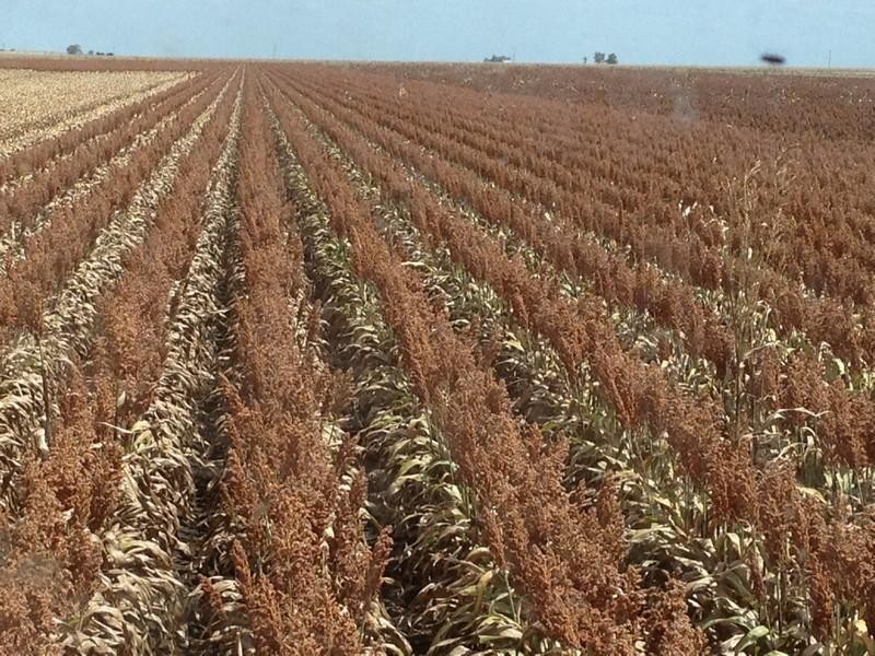 00 Evanslea Road, Jondaryan QLD 4403