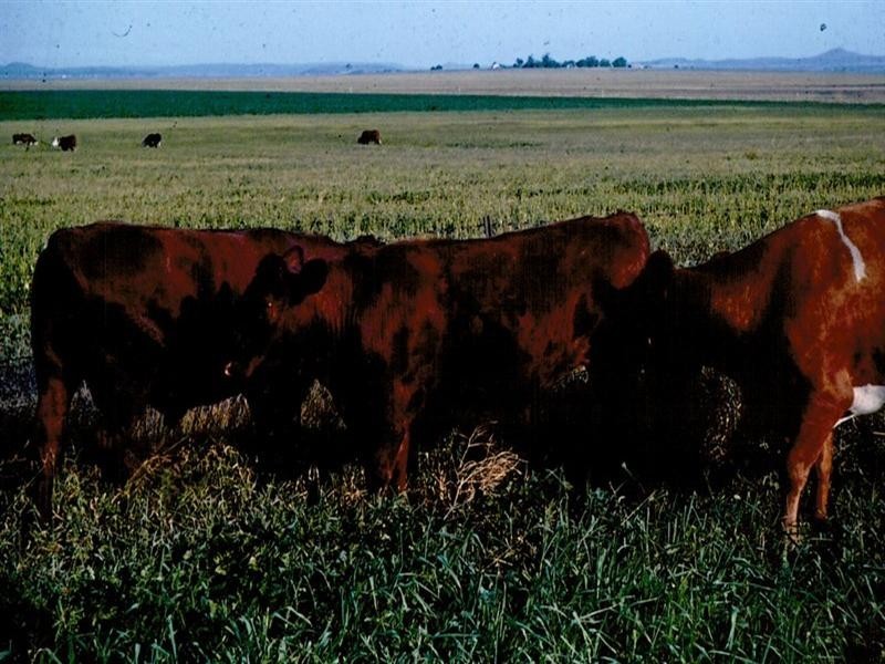 0 Matthews Road, Jondaryan QLD 4403