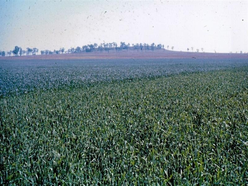 0 Matthews Road, Jondaryan QLD 4403