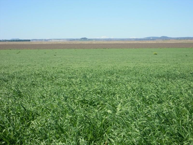 0 Matthews Road, Jondaryan QLD 4403