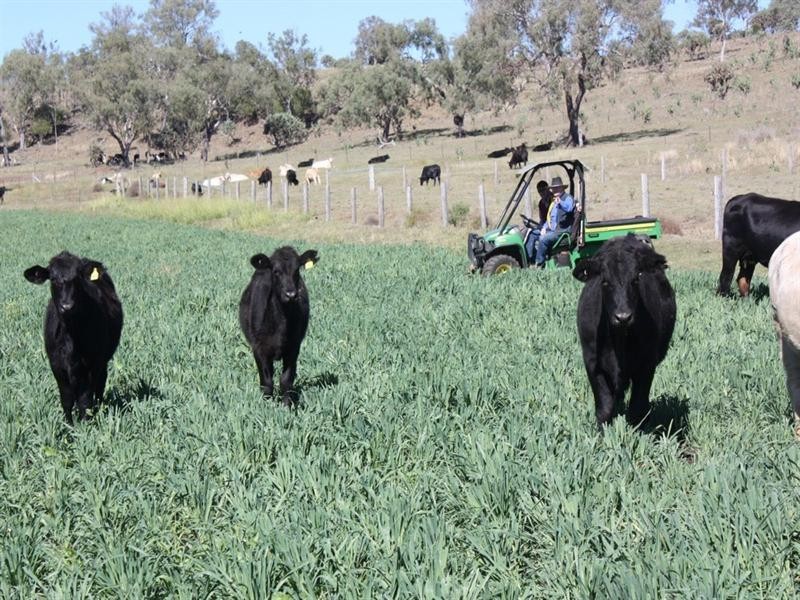 233 Motley-Mt Tyson Road, Mount Tyson QLD 4356