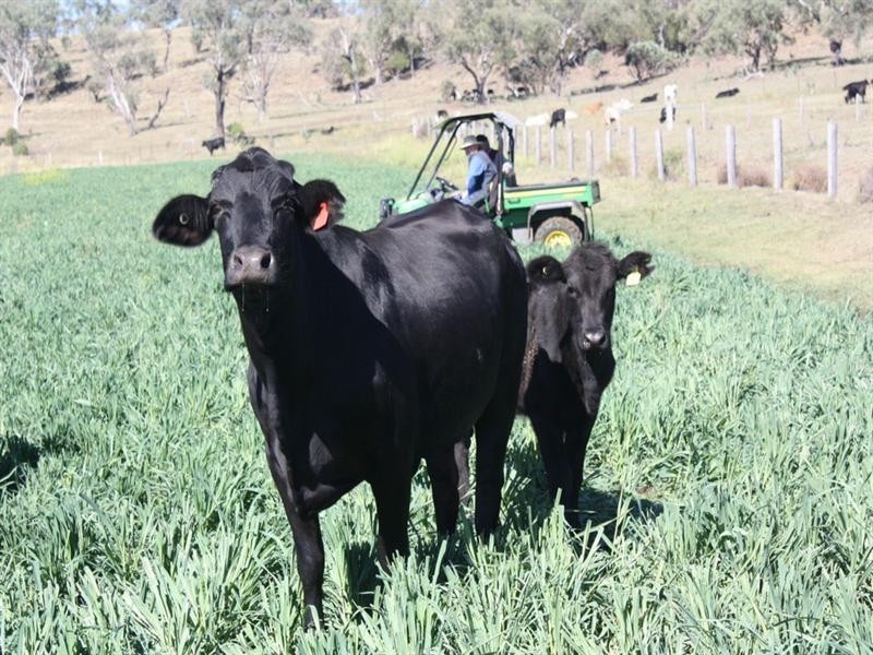 233 Motley-Mt Tyson Road, Mount Tyson QLD 4356