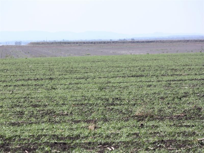 1698 Evanslea Road, Jondaryan QLD 4403