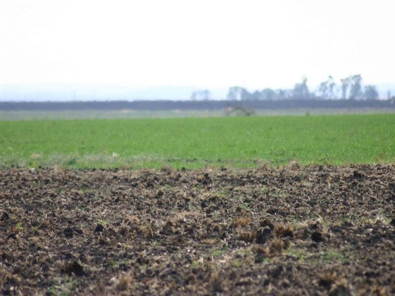 1698 Evanslea Road, Jondaryan QLD 4403