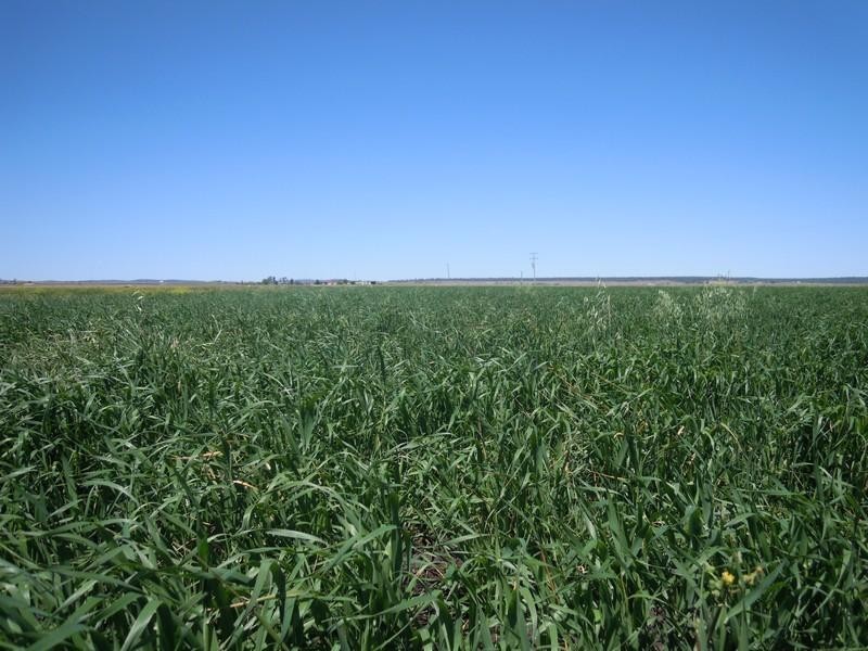 85 Dungannon Road, Clifton QLD 4361