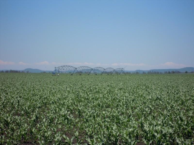 521 Jondaryan Mt Tyson Road, Jondaryan QLD 4403