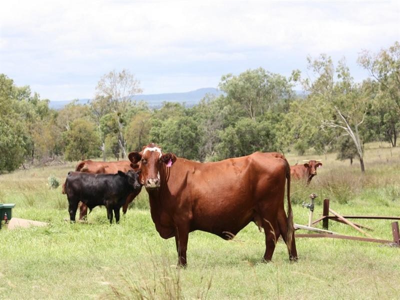 79 Brookvale Park Road, Oakey QLD 4401