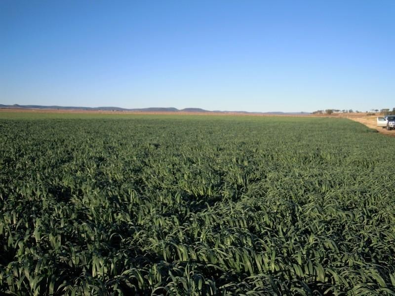 0 Old Elphinstone Road, Clifton QLD 4361