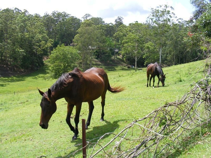 Mooloolah Valley QLD 4553