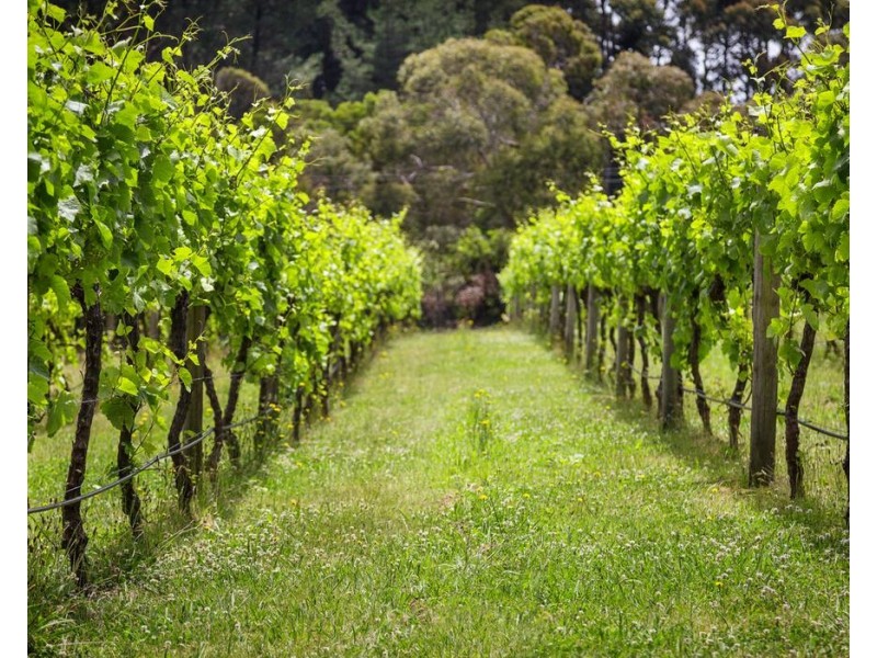 45-61 Waterfall Gully Road, Main Ridge VIC 3928