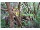 60 White Cliffs Road, Rye VIC 3941