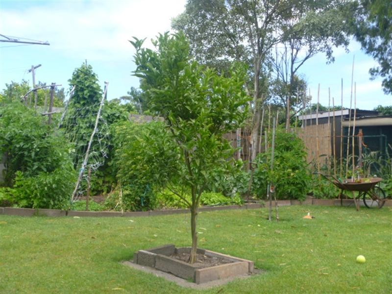 66 Morris Street, Tootgarook VIC 3941