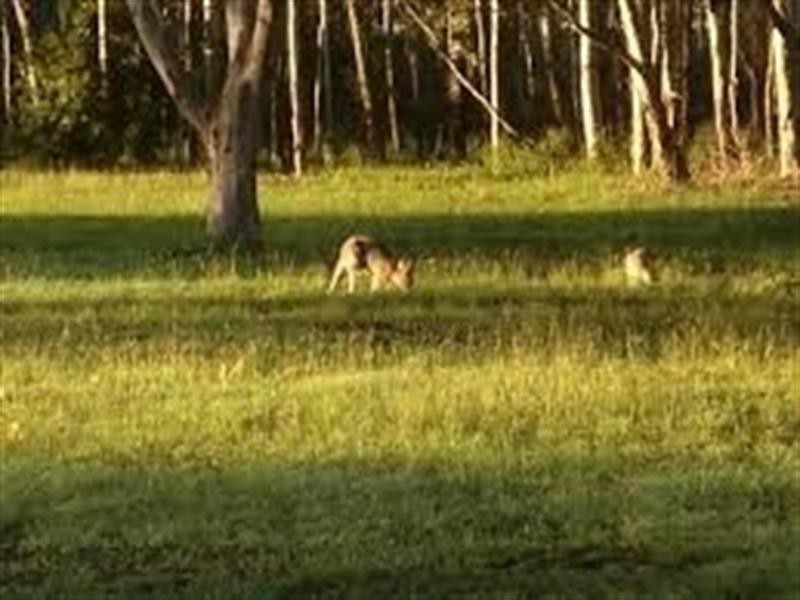 Verandah Estate, Eumundi QLD 4562