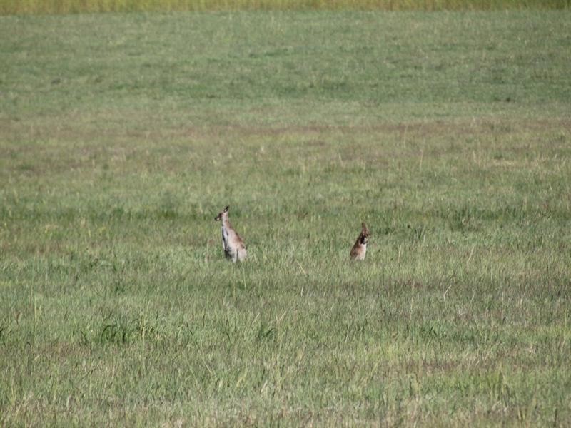 Lot 3 Seib Road, Eumundi QLD 4562