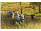 Traveston QLD 4570