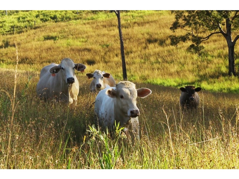 Traveston QLD 4570