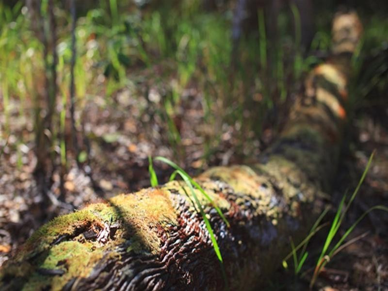 5 Crab Apple Court, Cooroy QLD 4563