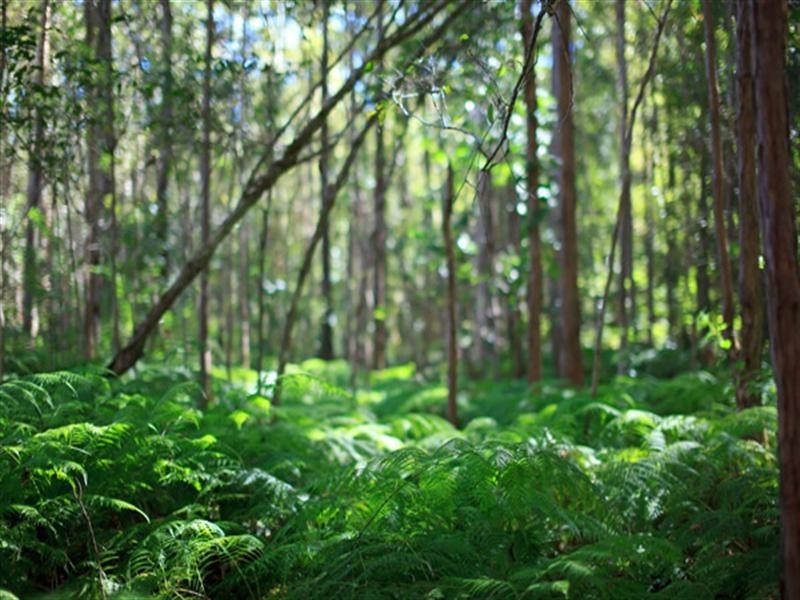 5 Crab Apple Court, Cooroy QLD 4563