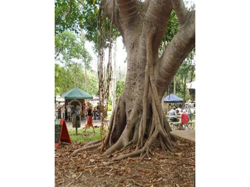 17 Henry Street, Cooran QLD 4569