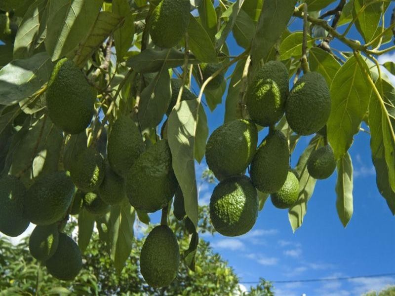 73 Kromes Road, North Arm QLD 4561