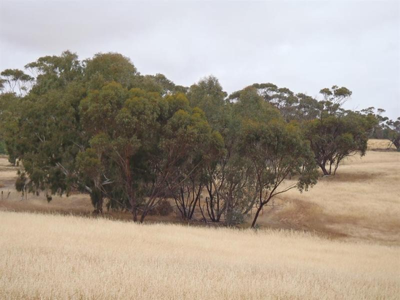 5 Moorumbine Road, East Pingelly WA 6308