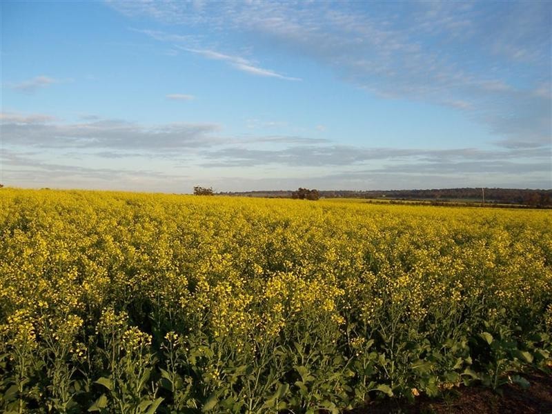 368 Cooraminning Road, Narrogin WA 6312