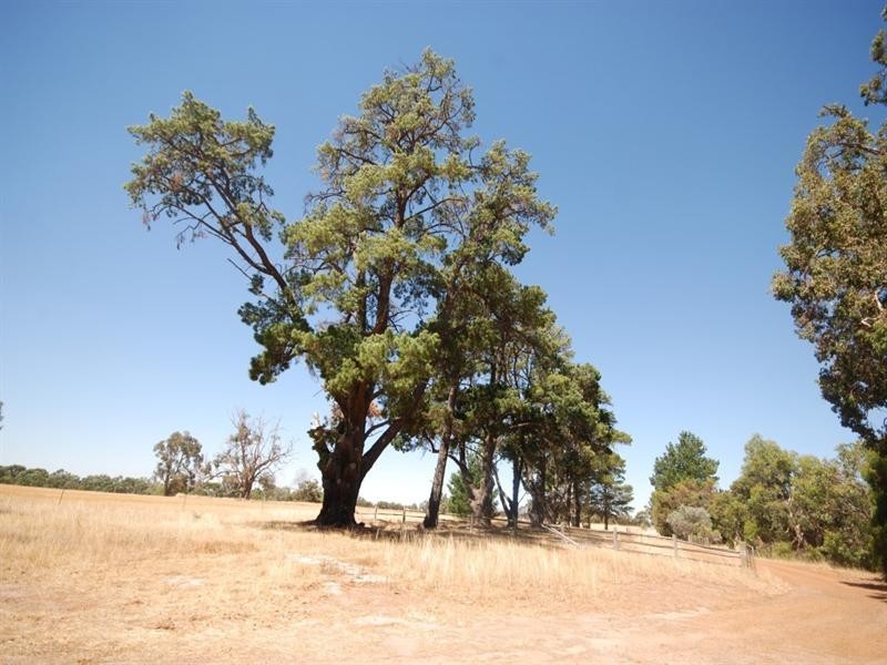 368 Cooraminning Road, Narrogin WA 6312