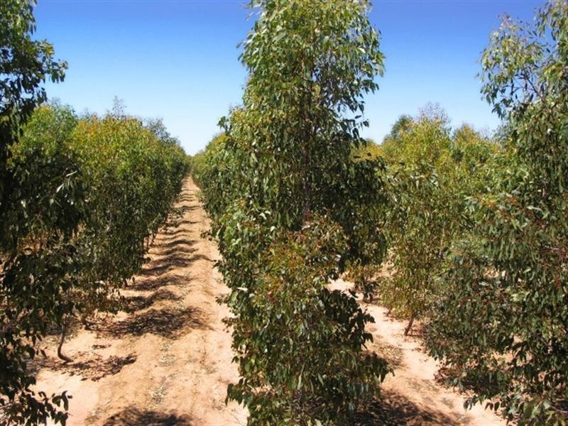 190 Borgas Road, Highbury WA 6313