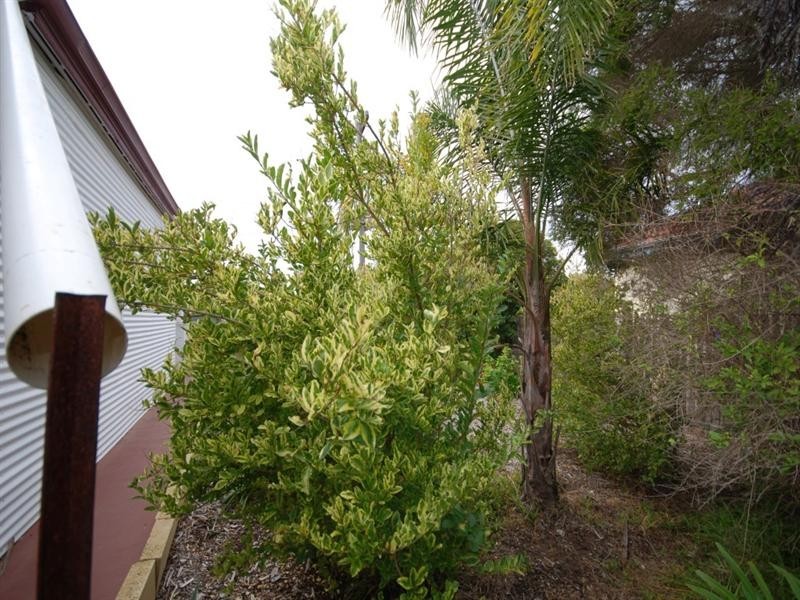 2 Strickland Street, Wagin WA 6315