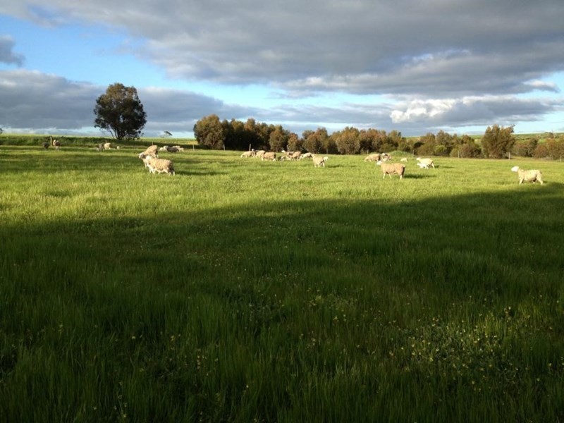 69 Browns Road, Narrogin WA 6312