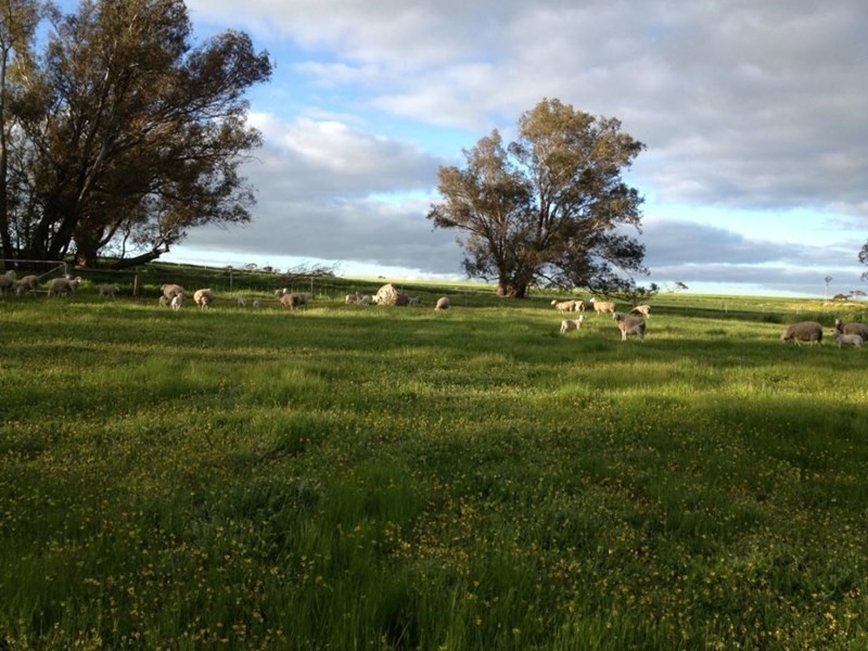 69 Browns Road, Narrogin WA 6312