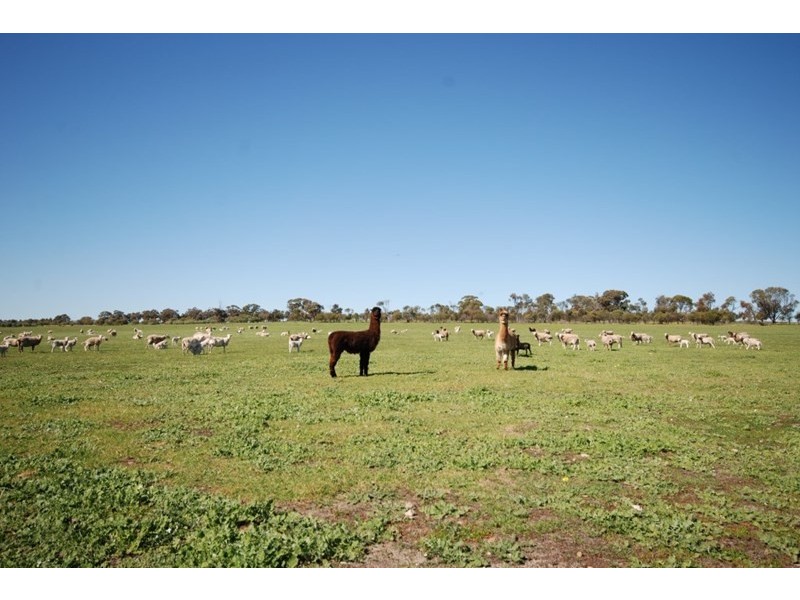 10 Yilliminning Road, Narrogin WA 6312