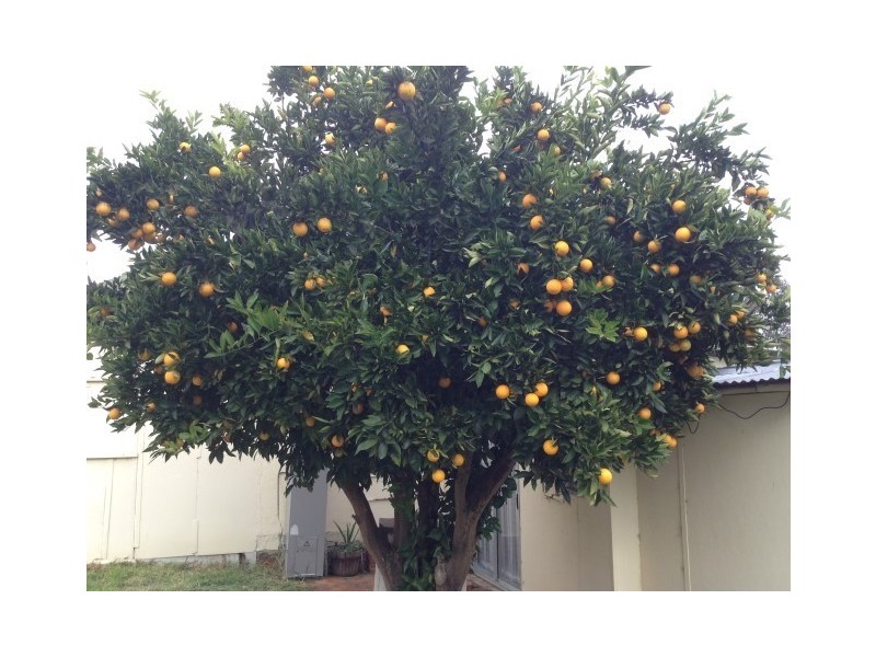 49 RICHMOND Street, Williams WA 6391