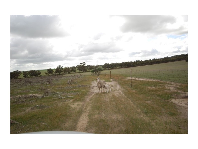 Lot 13 Kulin-Dudinin, Dudinin WA 6363