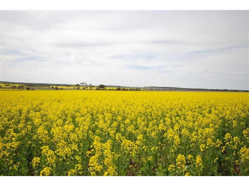 11115 Edwards Road, Dumbleyung WA 6350