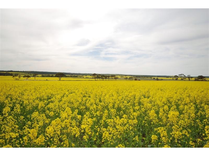 11115 Edwards Road, Dumbleyung WA 6350