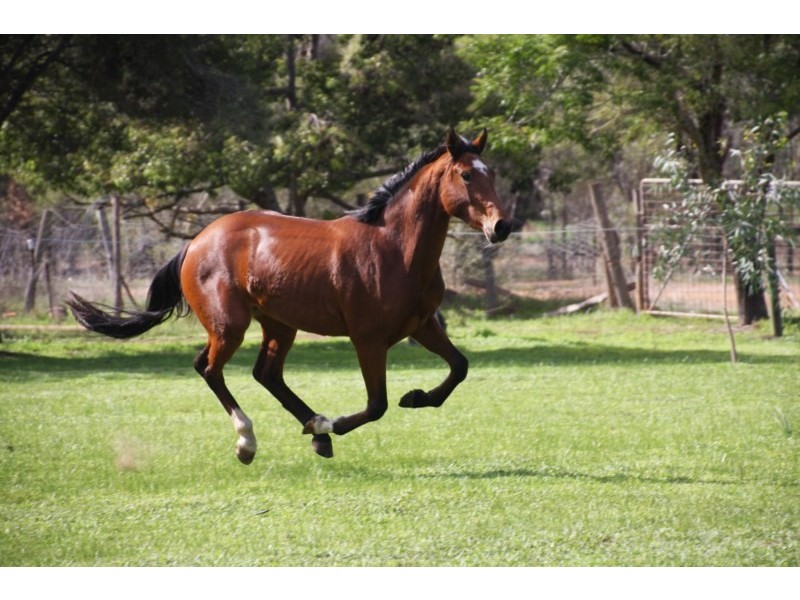 89 and 101 Richmond Street, Williams WA 6391