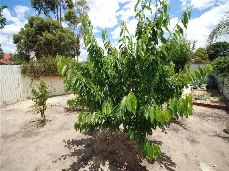 56 Fox Street, Narrogin WA 6312