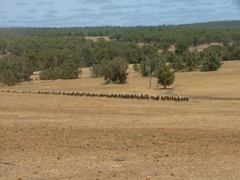 Lot 12 Parrot Bush Road, Boddington WA 6390