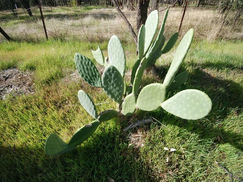 25 Ridley Street, Cuballing WA 6311