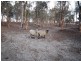 Lot 15624 Yornanning Road, Cuballing WA 6311