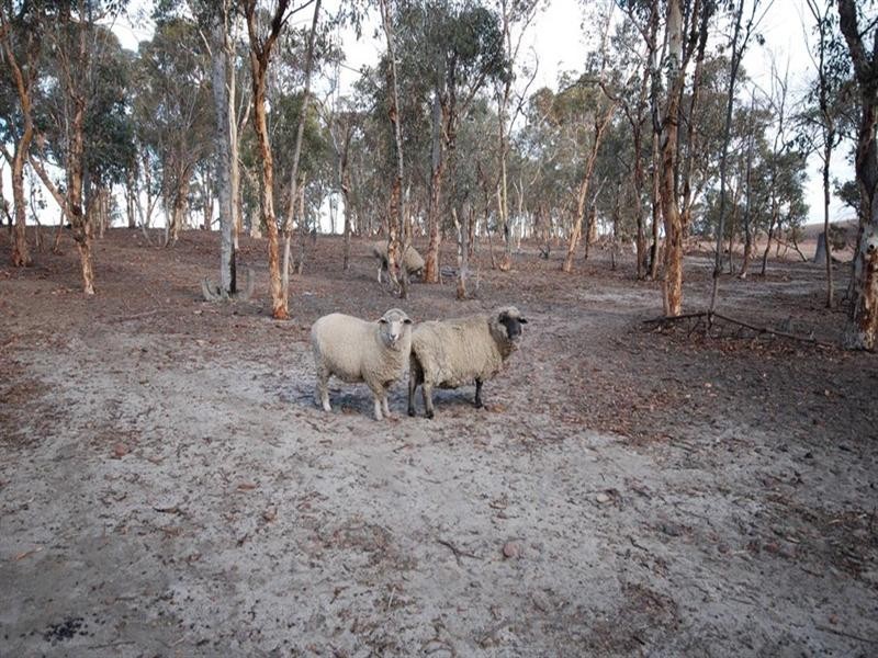 Lot 15624 Yornanning Road, Cuballing WA 6311